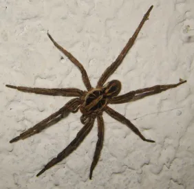 aranha-armadeira-dedetizadoravorax