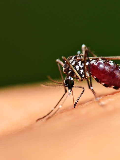 dengue-em-sp