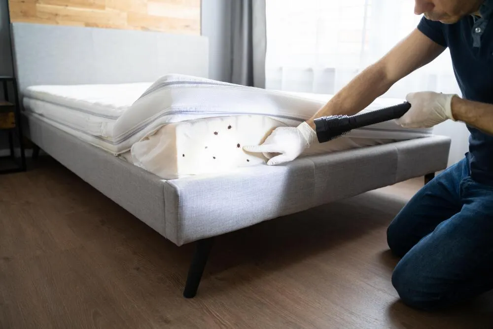 Percevejo de Cama K3